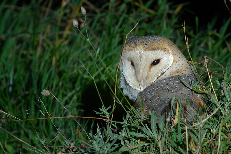 Barbagianni in Digiscoping